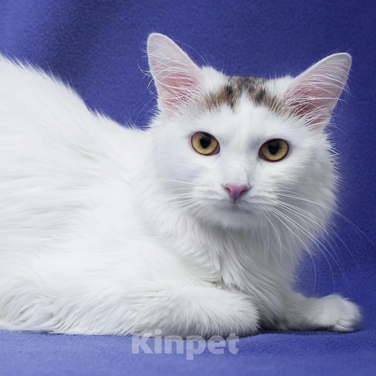 Кошки в Москве: Самый ласковый на свете котик Мальчик, Бесплатно - фото 3