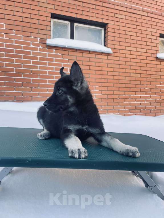 Собаки в Туле: Кобель ВЕО Мальчик, 60 000 руб. - фото 7