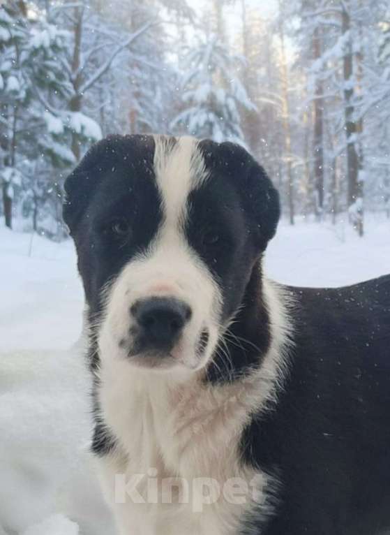 Собаки в Бирске: Продам щенков (суки) породы САО (алабай) Девочка, 35 000 руб. - фото 4