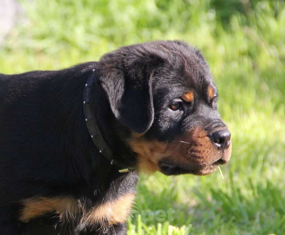 Собаки в Екатеринбурге: Щенки ротвейлера  Мальчик, 60 000 руб. - фото 7