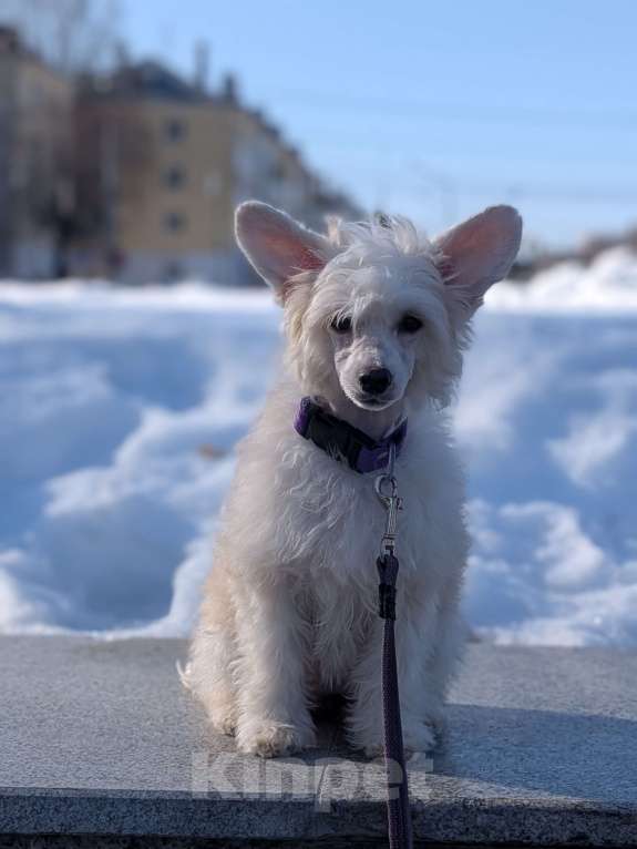 Собаки в Йошкаре-Оле: Щенок китайской хохлатой собаки Девочка, 45 000 руб. - фото 3