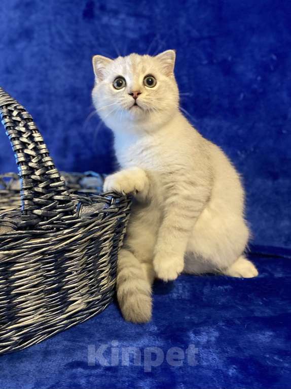 Кошки в Москве: Верошка Мальчик, 30 000 руб. - фото 4