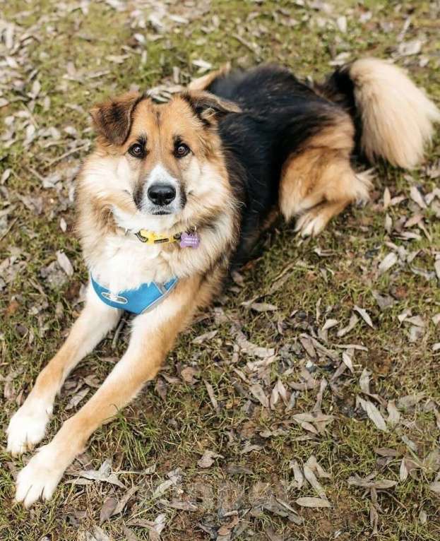 Собаки в Москве: Пёс вашей мечты Леонид! Собака-компаньон в дар Мальчик, 1 руб. - фото 5