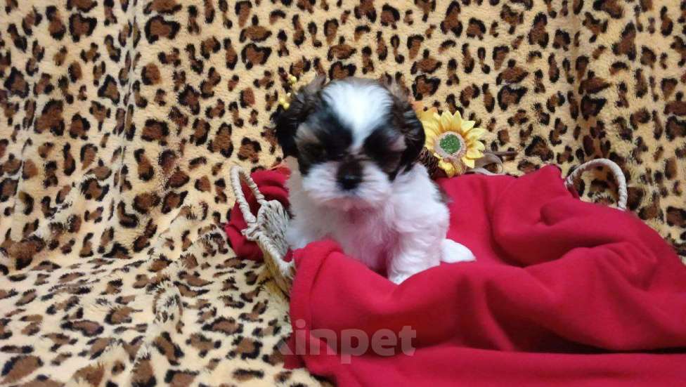 Собаки в других городах Краснодарского края: Очаровательные девочки и мальчики ши-тцу от титулованных родителей Мальчик, Бесплатно - фото 3