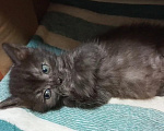 Кошки в Москве: Котята в добрые руки Девочка, Бесплатно - фото 7