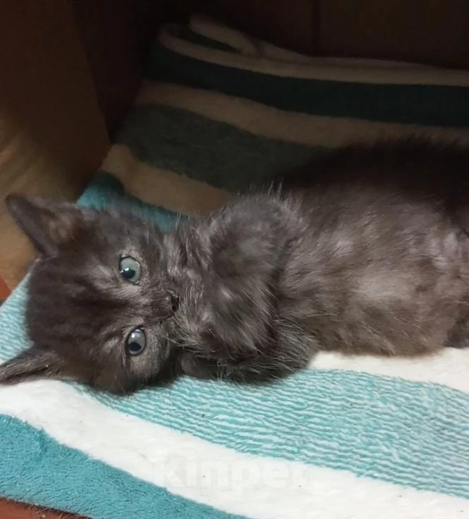 Кошки в Москве: Котята в добрые руки Девочка, Бесплатно - фото 7