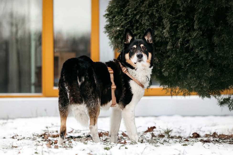 Собаки в Москве: Идеальный По ищет дом Мальчик, Бесплатно - фото 3