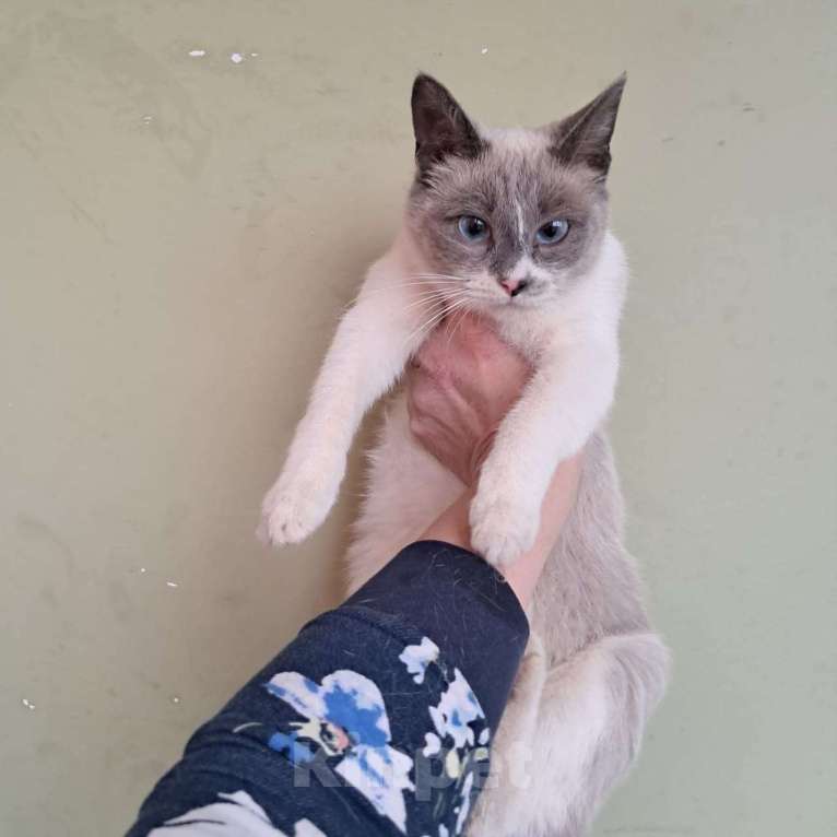 Кошки в Москве: Молодая кошечка Нева  в добрые руки  Девочка, Бесплатно - фото 4