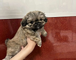 Собаки в Нижнем Новгороде: Продаю щенков пекинеса Разнополые, 20 000 руб. - фото 2