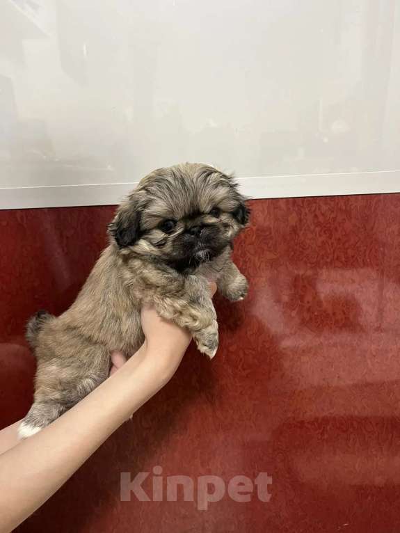 Собаки в Нижнем Новгороде: Продаю щенков пекинеса Разнополые, 20 000 руб. - фото 2