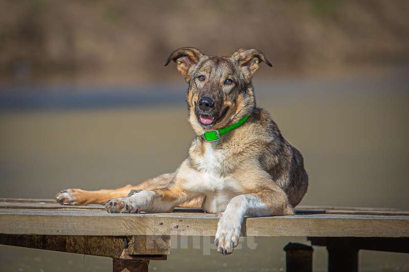 Собаки в Москве: Мудрая и понимающая малышка Молли в добрые руки Девочка, Бесплатно - фото 8