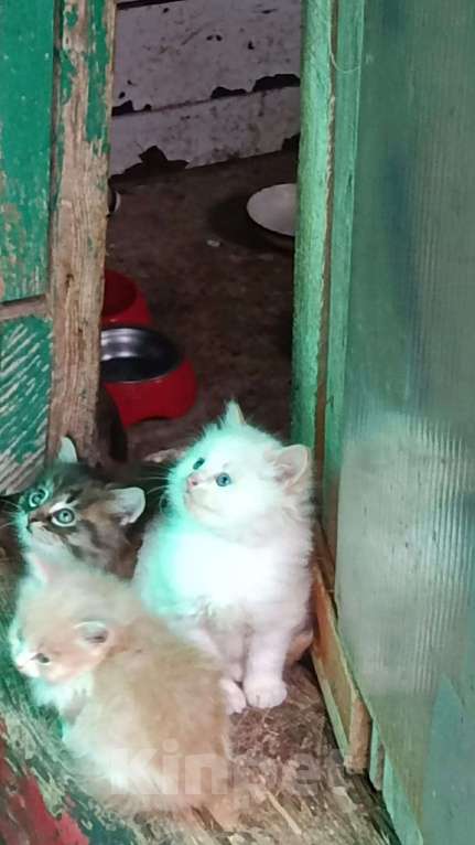 Кошки в Москве: Котята в добрые руки Мальчик, Бесплатно - фото 3