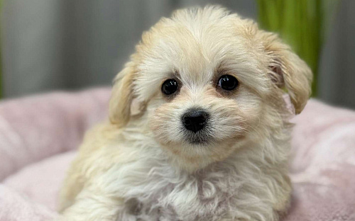 Мальтипу девочка 2