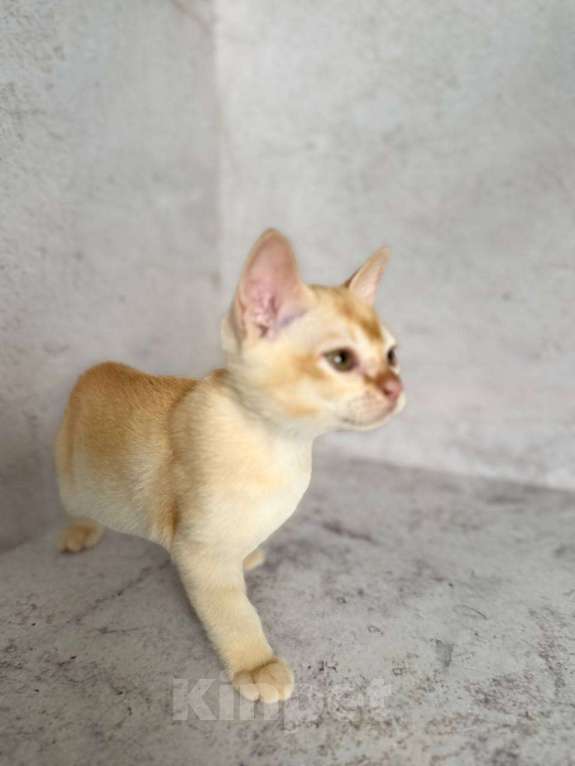 Кошки в Москве: Бурма красного окраса!  Мальчик, 50 000 руб. - фото 2
