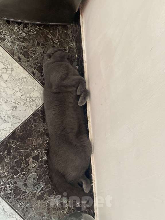 Кошки в Москве: Кот британец 1 год  Мальчик, Бесплатно - фото 4