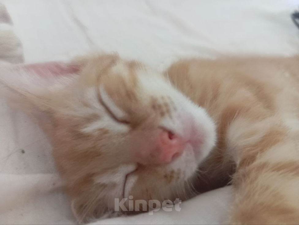 Кошки в Санкт-Петербурге: РЫЖИЙ КОТЕНОК ДЕВОЧКА Девочка, Бесплатно - фото 4