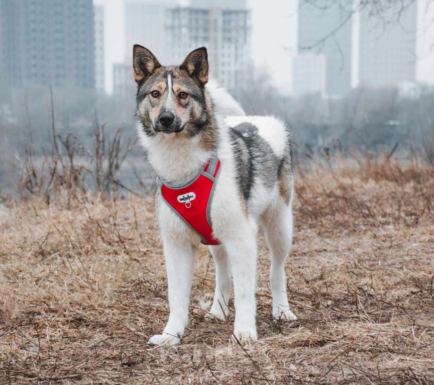 Собаки в Москве: Лайма - бывшедомашняя ласковая красавица из приюта в добрые руки  Девочка, Бесплатно - фото 4