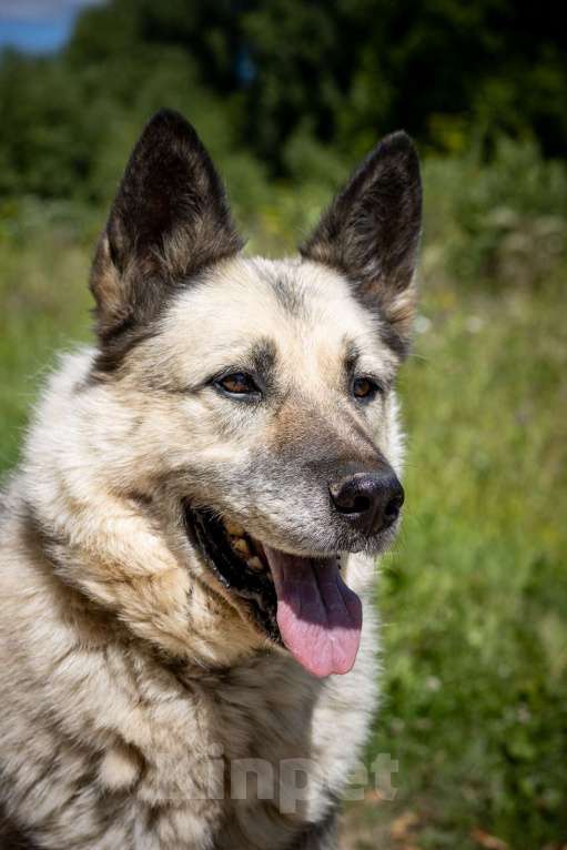 Собаки в Москве: Грэм. Метис овчара Мальчик, 1 руб. - фото 2