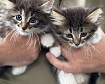 Кошки в Москве: Котята 2 месяца  Мальчик, Бесплатно - фото 1