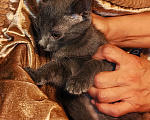 Кошки в Уфе: Котенок - мальчик в добрые руки Мальчик, Бесплатно - фото 3