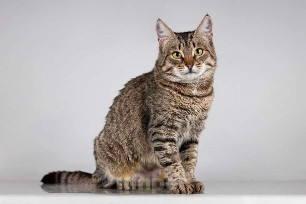 Кошки в Москве: Красавица Карамель ищет дом. Девочка, Бесплатно - фото 4