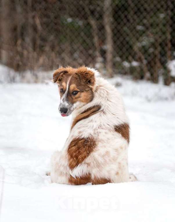 Собаки в Москве: Щенок Барбел — метис австралийской овчарки (аусси) в добрые руки Девочка, Бесплатно - фото 8