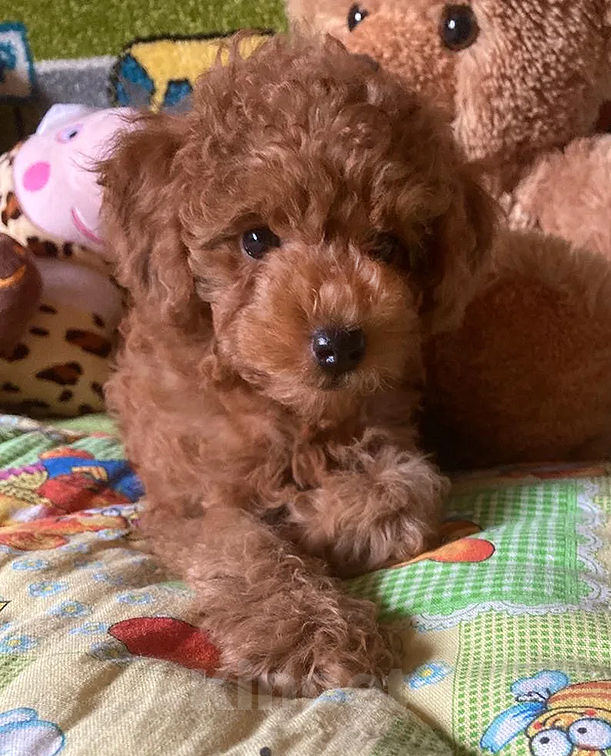 Собаки в Москве: Щенок той-пуделя Мальчик, Бесплатно - фото 3