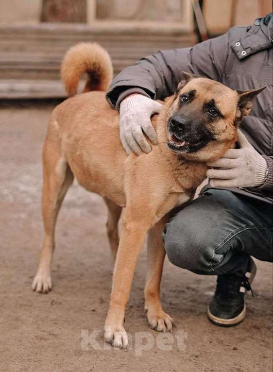 Собаки в Санкт-Петербурге: Красивая домашняя собака Плюша ищет дом Девочка, Бесплатно - фото 3
