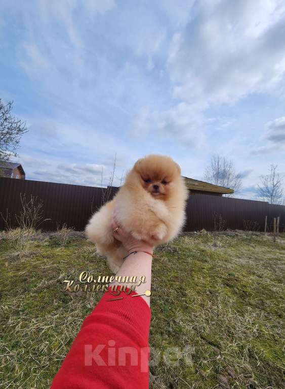 Собаки в Москве: Супер меховая девочка померанского шпица Девочка, Бесплатно - фото 1