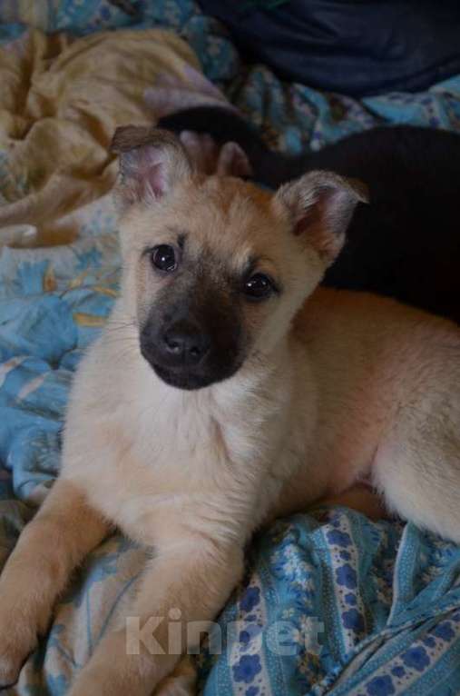 Собаки в Москве: Очаровательные, умные щенки в добрые руки Мальчик, 1 руб. - фото 3