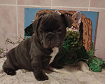 Собаки в Москве: Милые щенки французского бульдога. Мальчик, 65 000 руб. - фото 1