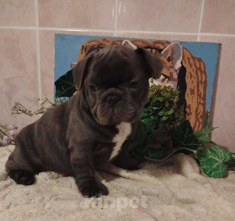 Собаки в Москве: Милые щенки французского бульдога. Мальчик, 65 000 руб. - фото 1