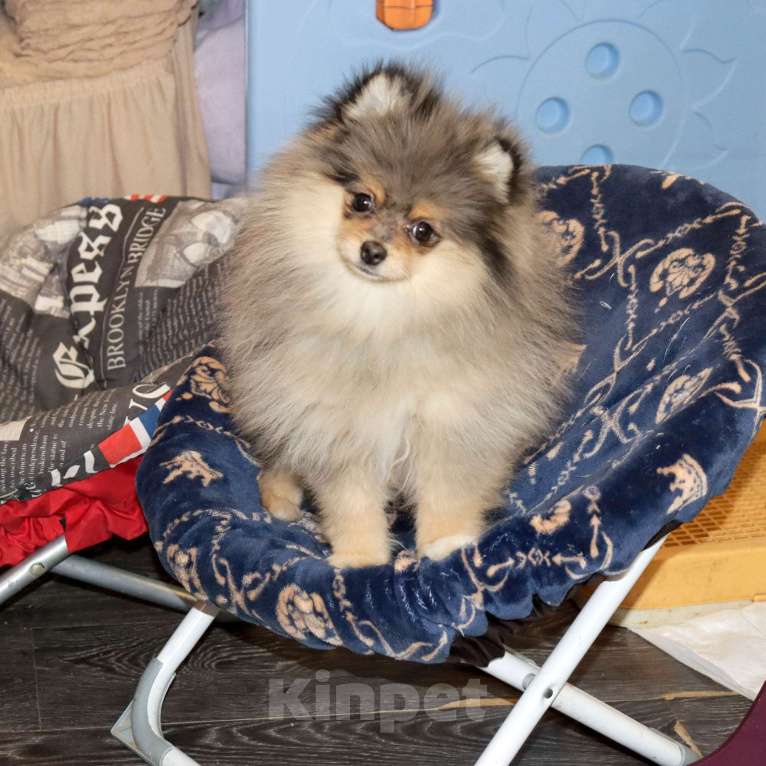 Собаки в Москве: Мраморная девочка Девочка, 55 000 руб. - фото 4