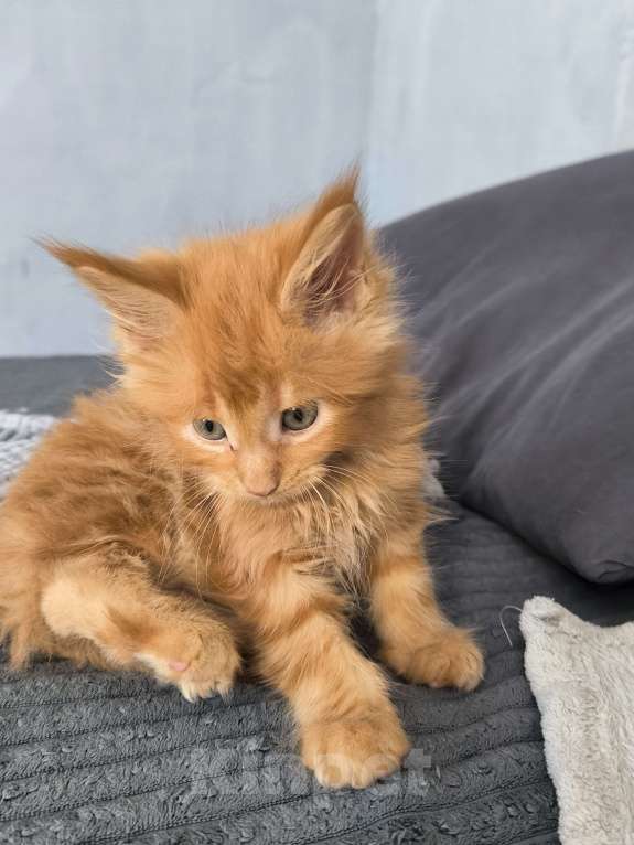 Кошки в Москве: Кот мейн-кун , красный  Мальчик, 75 000 руб. - фото 5