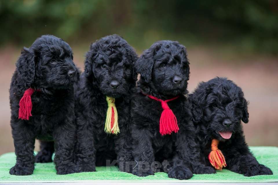 Собаки в Апшеронске: Русский Черный Терьер Вязка  Мальчик, Бесплатно - фото 5