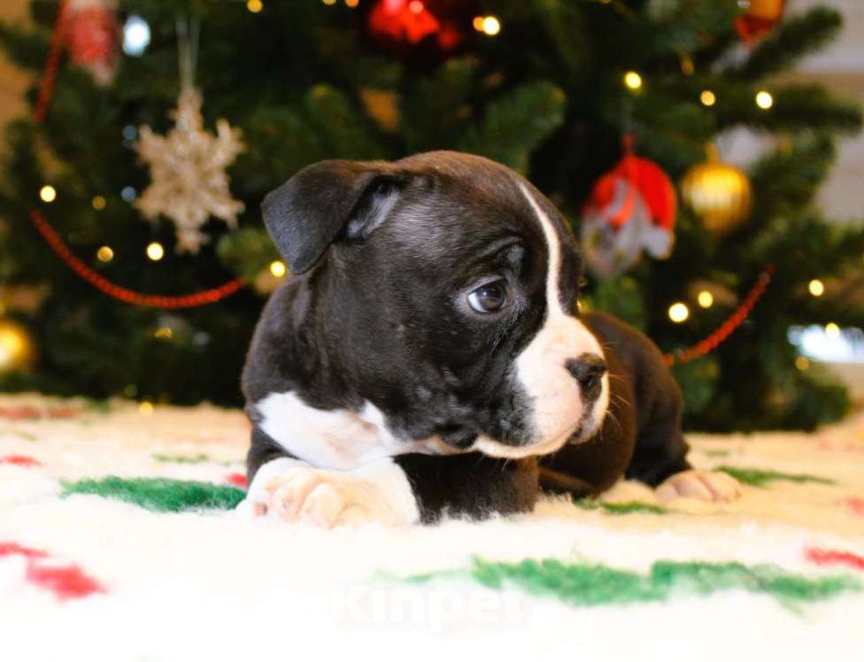 Собаки в других городах Московской области: Девочка американского стаффордширского терьера Девочка, 60 000 руб. - фото 3