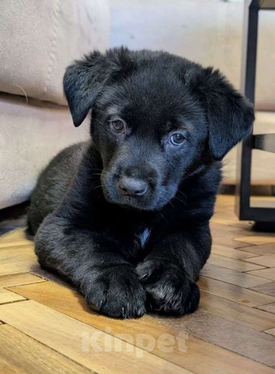 Собаки в Санкт-Петербурге: Щенята ищут свои любящие семьи! Мальчик, Бесплатно - фото 4