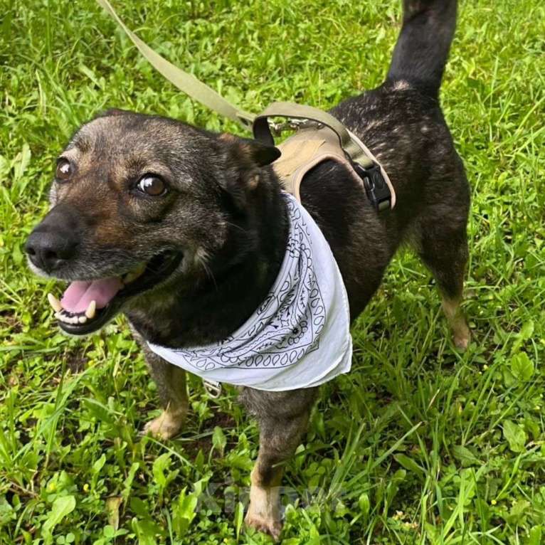 Собаки в Москве: Нельма, миниатюрная собачка с грустной судьбой Девочка, Бесплатно - фото 4