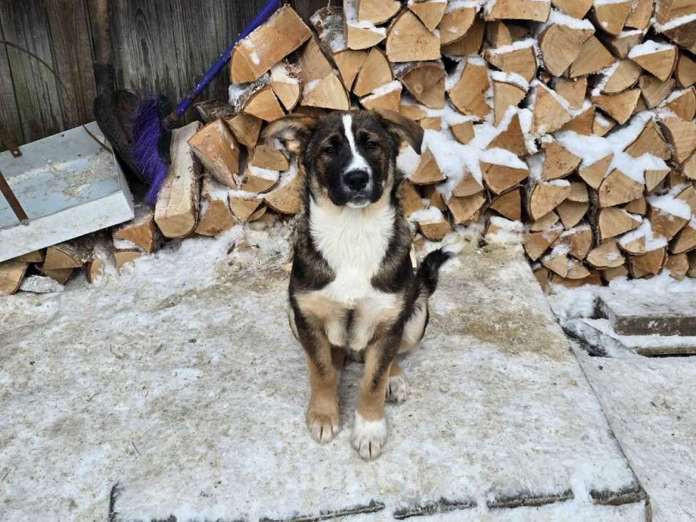 Собаки в других городах Ленинградской области: Щенки-мальчишки ищут дом Мальчик, Бесплатно - фото 4