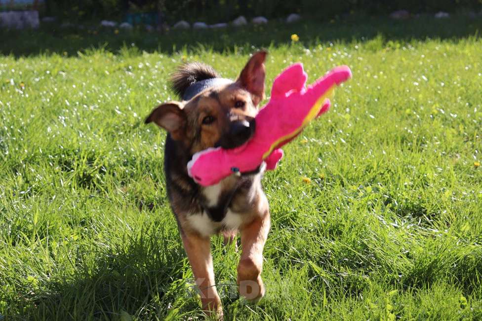 Собаки в Москве: Фиби - собака мечты Девочка, Бесплатно - фото 4