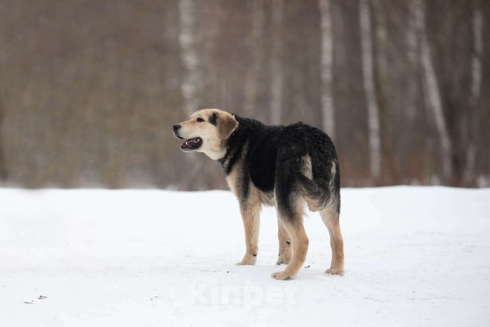 Собаки в Москве: Я Вас так жду... Мальчик, Бесплатно - фото 4