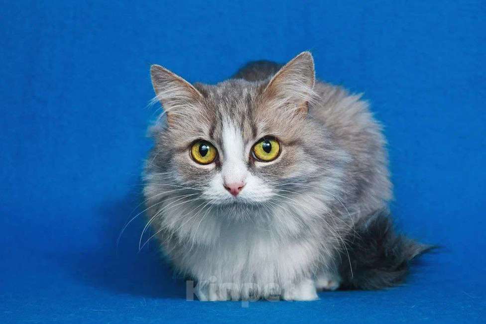 Кошки в Москве: Пушистая Женева ищет дом Девочка, Бесплатно - фото 4