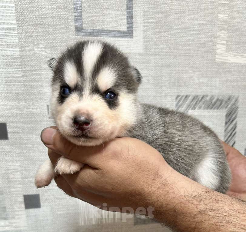 Собаки в Барнауле: Малыши сибирской хаски Мальчик, Бесплатно - фото 9