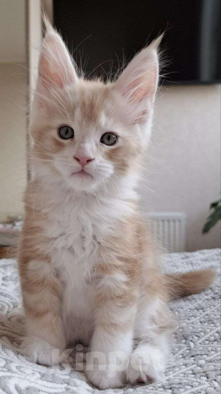 Кошки в Геленджике: Продаётся котёнок мейн-кун, мальчик, ласковый рыжий окрас d 03 22, из питомника EdenLight (Геленджик Мальчик, Бесплатно - фото 4