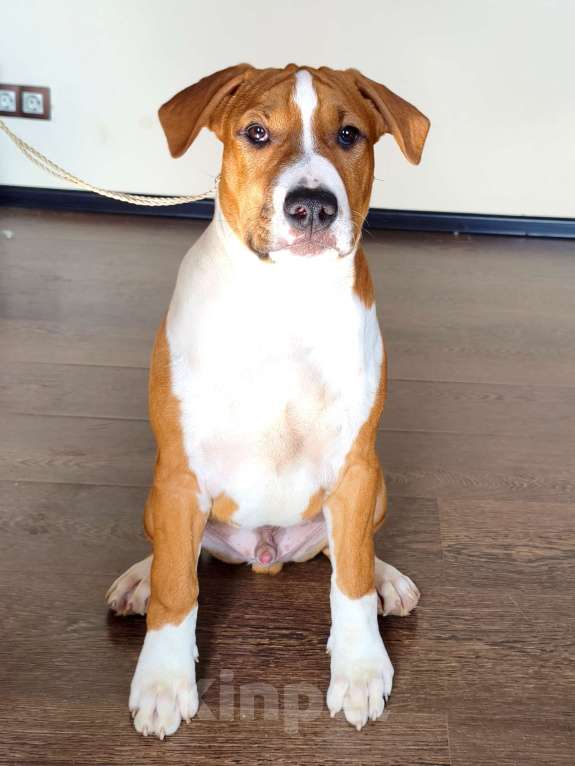 Собаки в Ижевске: Щенки американского стаффордширского терьера Разнополые, Бесплатно - фото 4