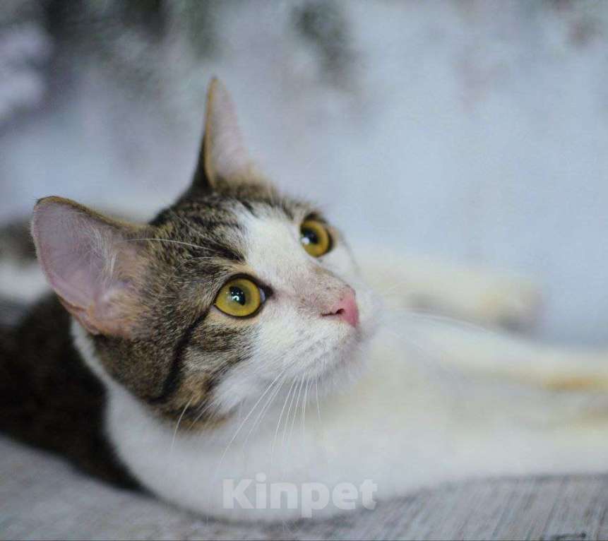 Кошки в Москве: Обычные котята Сёма и Сева ищут дом Мальчик, Бесплатно - фото 7