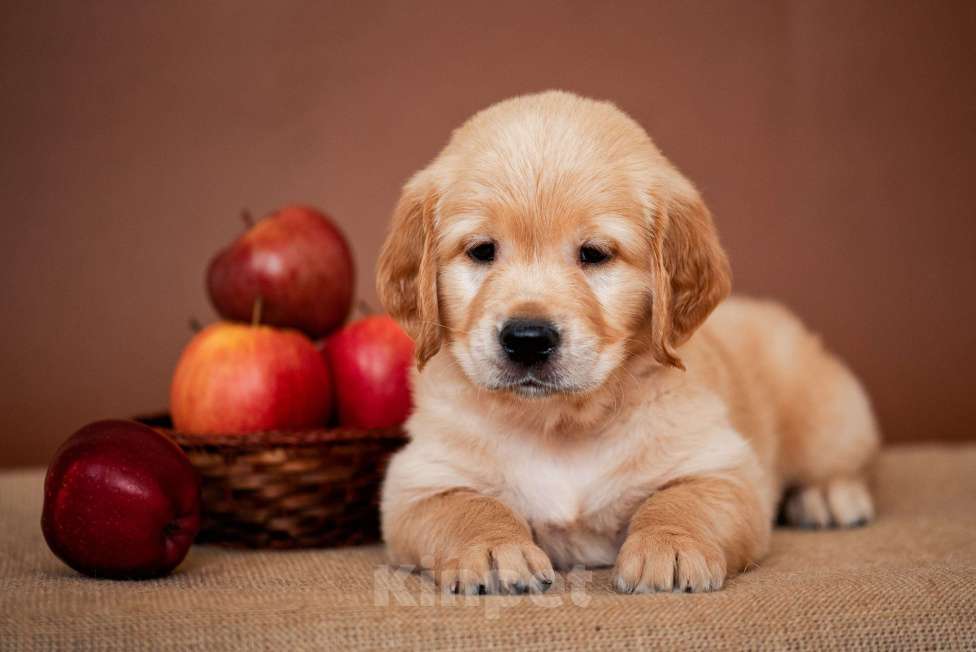 Собаки в Москве: щенки золотистого рнтривера Разнополые, Бесплатно - фото 1
