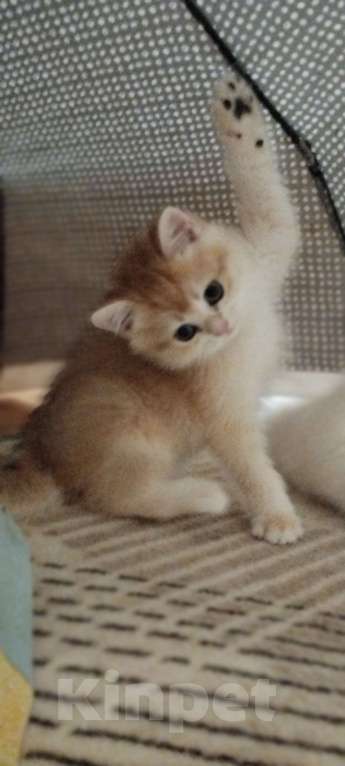 Кошки в Краснодаре: Золотая британская девочка в окрасе ny 25  Девочка, Бесплатно - фото 1