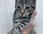 Кошки в Санкт-Петербурге: Котёнок Тоби- нужен хозяин Мальчик, Бесплатно - фото 2