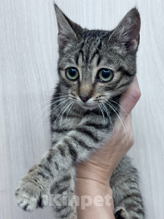 Кошки в Санкт-Петербурге: Котёнок Тоби- нужен хозяин Мальчик, Бесплатно - фото 2
